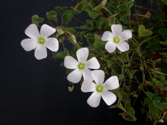 Oxalis incarnata